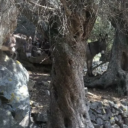 Balagne, Aregno, Voutes En Pierres Renovees Aregno